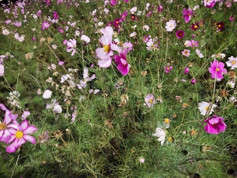 格桑花海