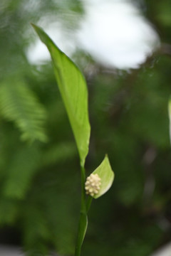 白鹤芋