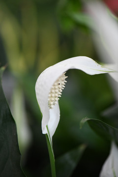 白鹤芋