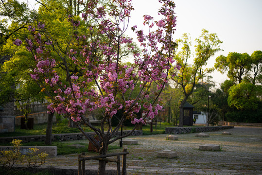 樱花树