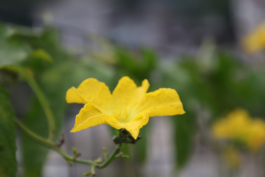 丝瓜花开