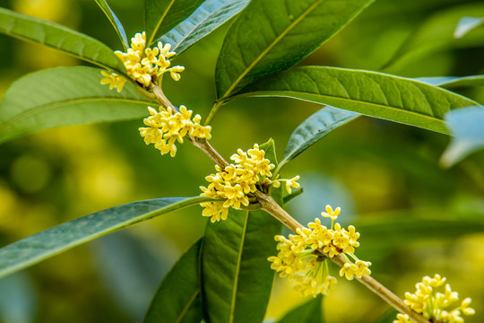 桂花