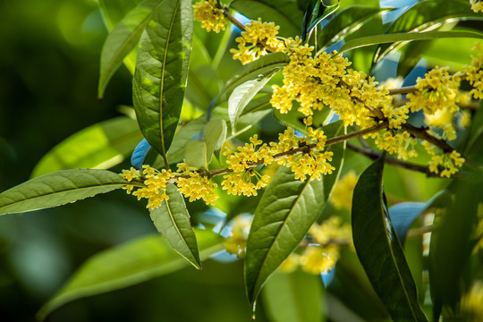 桂花