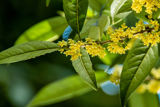 桂花