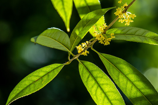 桂花