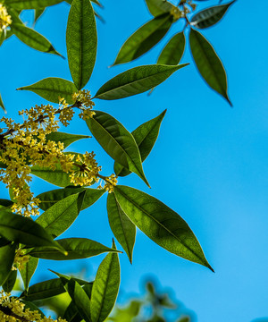 桂花