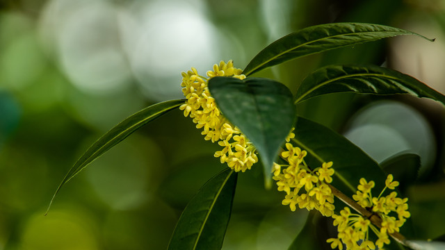 桂花