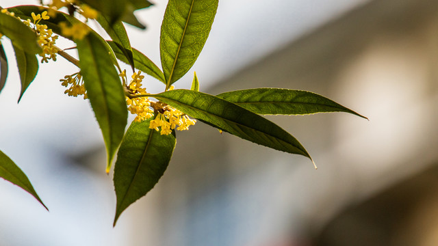 桂花