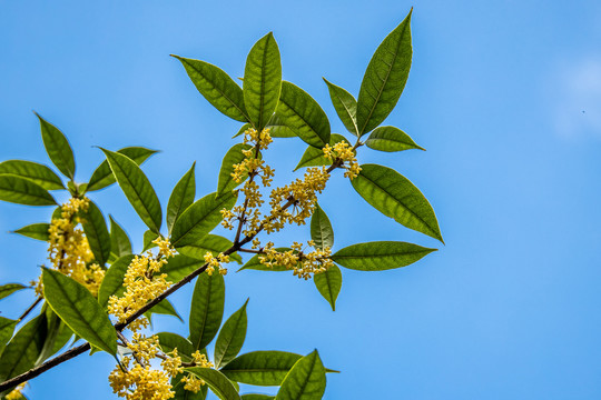 桂花