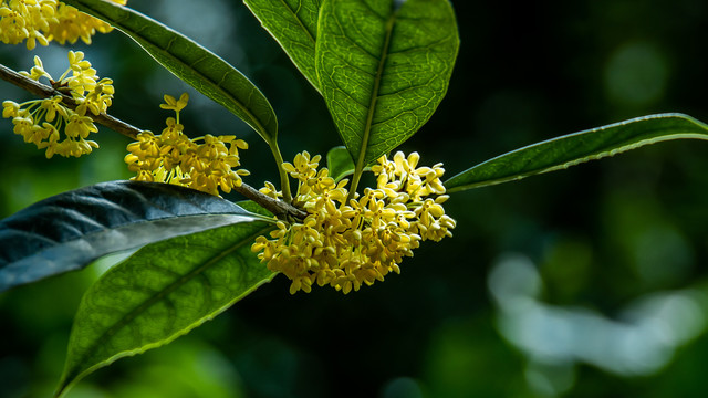 桂花