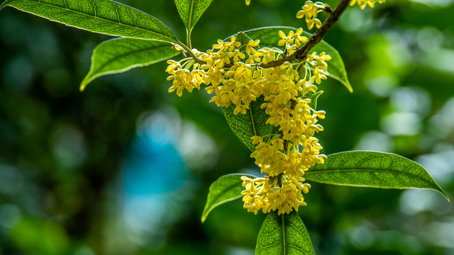 桂花