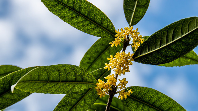 桂花