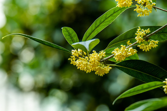 桂花