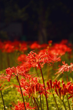 彼岸花开