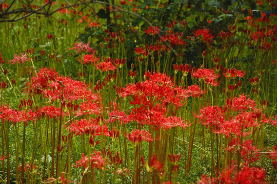 陌上花开