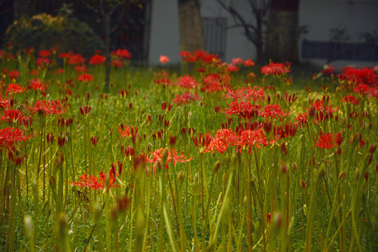 陌上花开