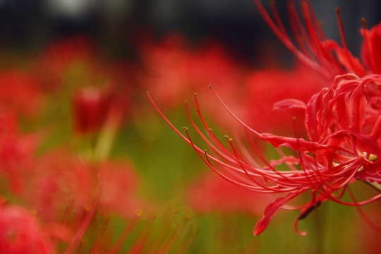 彼岸花花蕊