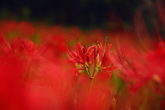 彼岸花开