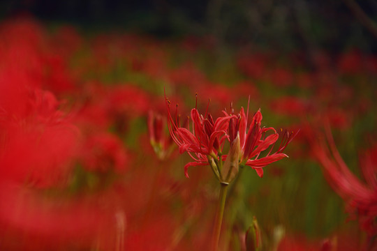 凄美之花