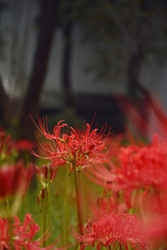 彼岸花开