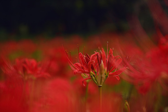 花开如火