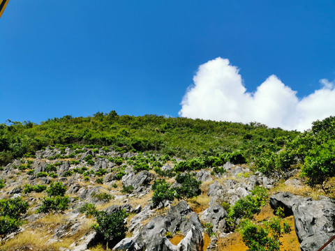 石山上种果树