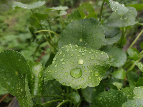 雨天铜钱草