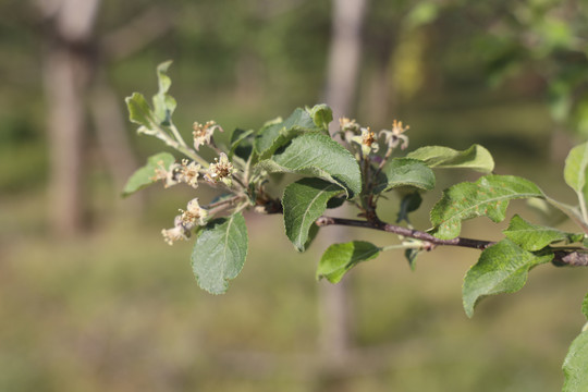 苹果花结果