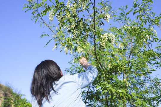 采摘洋槐花