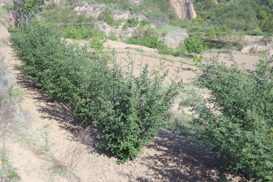 花椒种植园