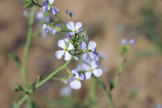 萝卜花