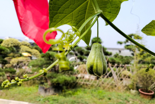 佛手瓜特写