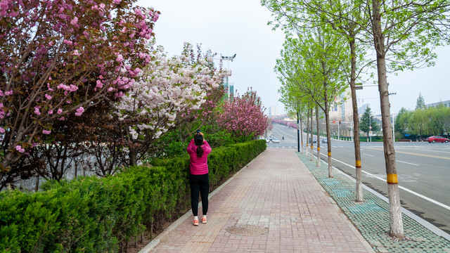 开满樱花的街道