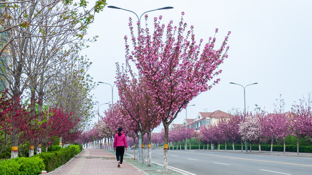 开满樱花的街道