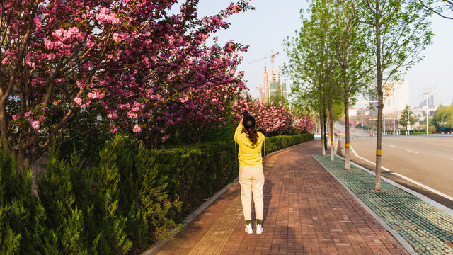 开满樱花的道路