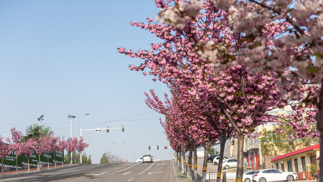 开满樱花的道路