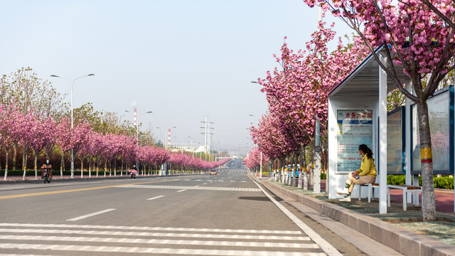 开满樱花的道路