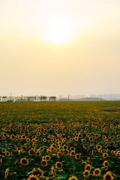 抚顺葵花园夕阳葵花海