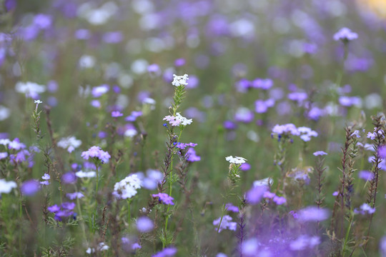 紫色小花背景