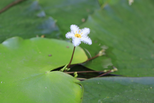 金银莲花