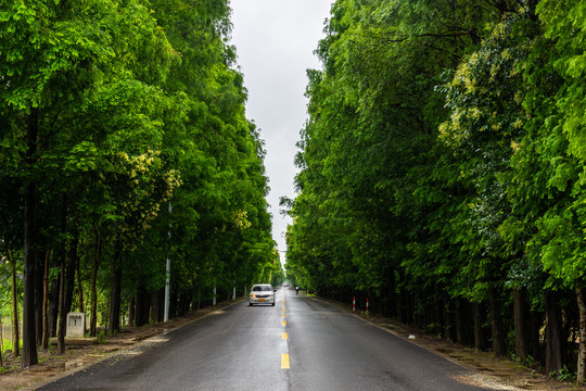 林荫大道