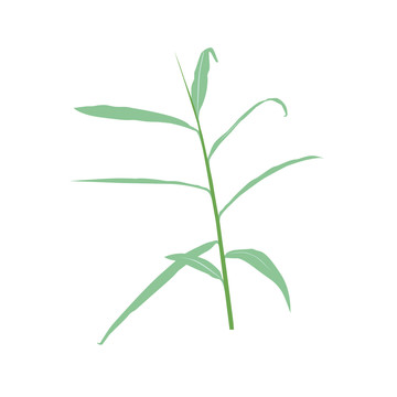 手繪姜葉PSD