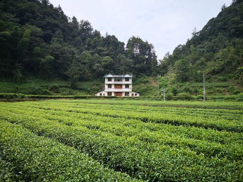 茶叶种植