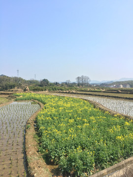 油菜花田