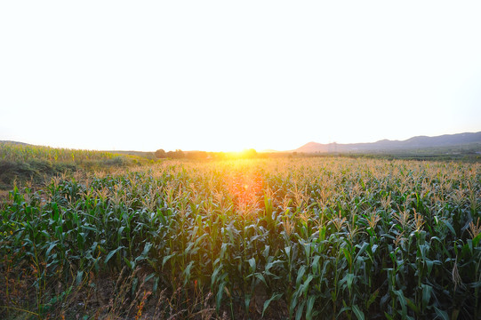 夕阳里的玉米地