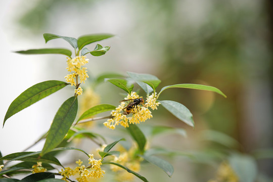 桂花