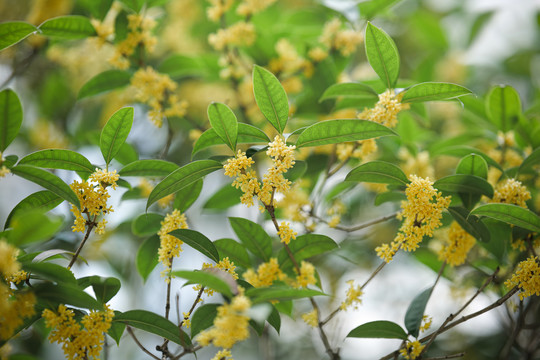 桂花