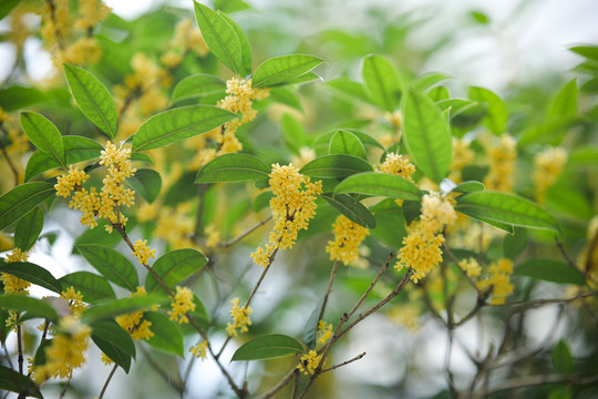 查看更多《桂花》图片