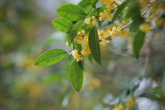 桂花