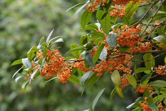 金桂开花